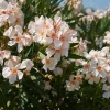 Dwarf Salmon Oleander Live Plant – 4-6" Tall Flowering Shrub – Outdoor - Image 1