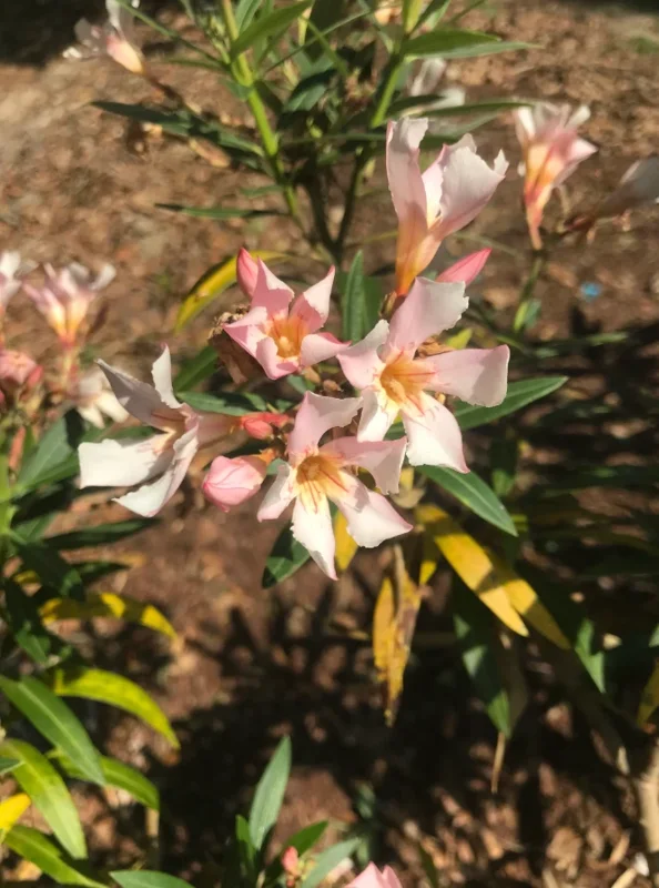 Dwarf Salmon Oleander Live Plant – Pink Blooms – 4-8" Tall Shrub - Image 2