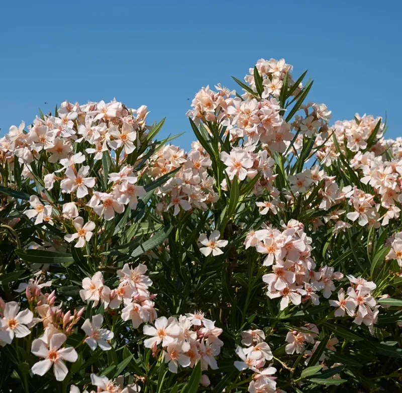 Dwarf Salmon Oleander Live Plant – Pink Blooms – 4-8" Tall Shrub - Image 3