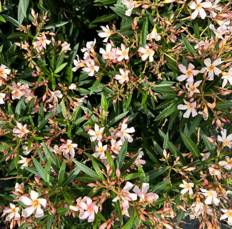 Dwarf Salmon Oleander Live Plant – Pink Blooms – 4-8" Tall Shrub - Image 4
