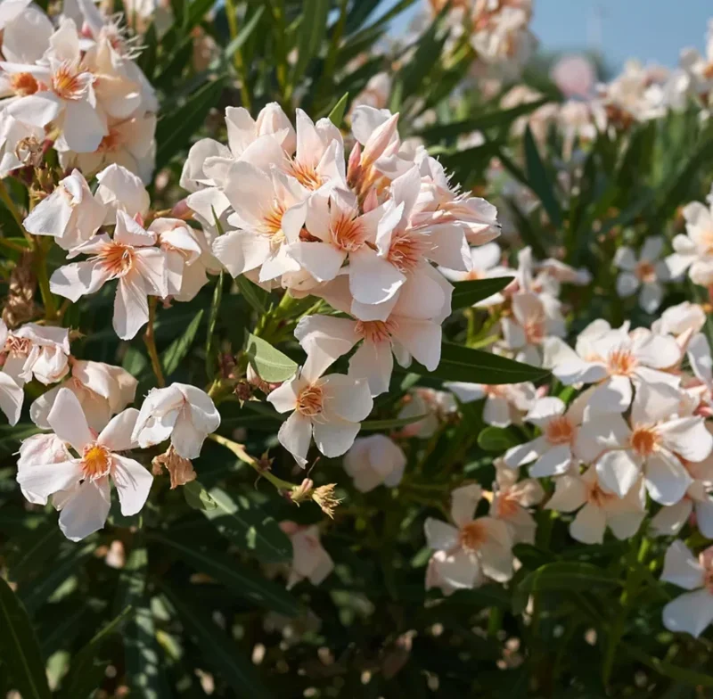 Dwarf Salmon Oleander Live Plant – Pink Blooms – 4-8" Tall Shrub - Image 5