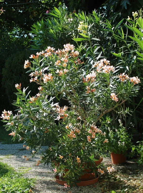 Dwarf Salmon Oleander Live Plant – Pink Blooms – 4-8" Tall Shrub - Image 6