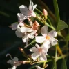 Dwarf Salmon Oleander Live Plant – Pink Blooms – 4-8" Tall Shrub - Image 1