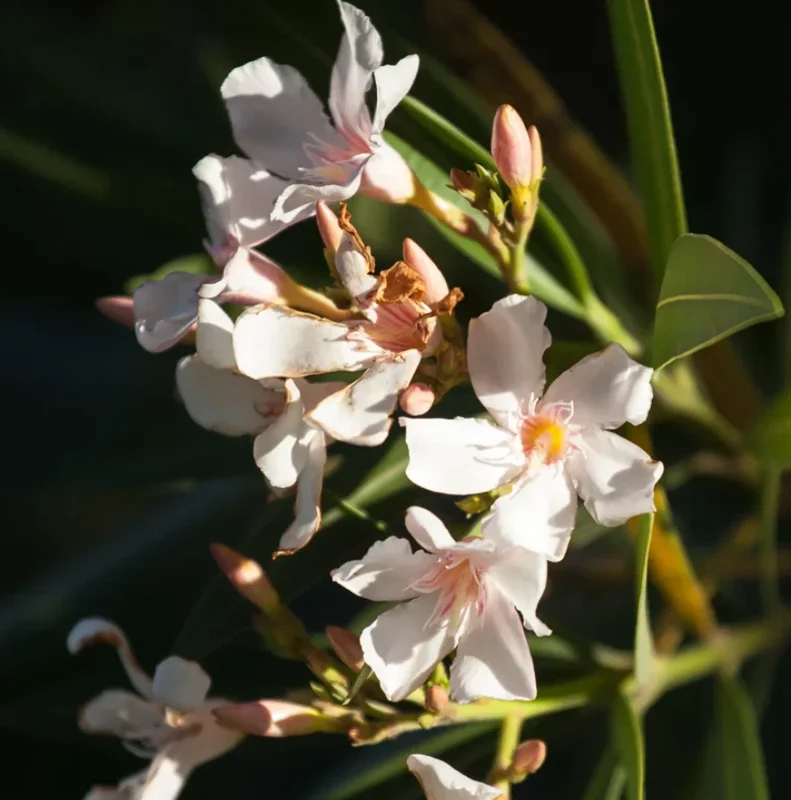 Dwarf Salmon Oleander Live Plant – Pink Blooms – 4-8" Tall Shrub - Image 1