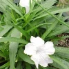 Dwarf White Mexican Petunia Live Plant – Starter – 4-6 inches Tall – Outdoor - Image 1