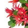 Easter Cactus Live Plant 6" Height Potted - Indoor Flowering Plant with Buds - Image 1