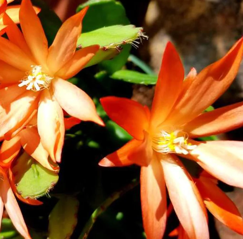 Easter Cactus Live Plant 6" Height Potted - Indoor Flowering Plant with Buds - Image 2