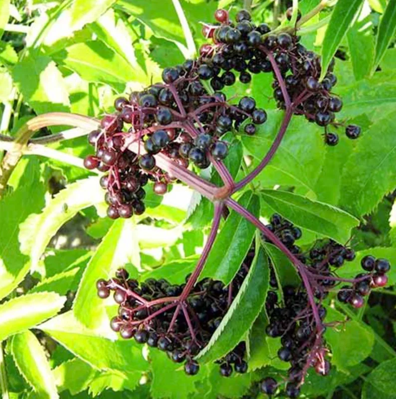 Elderberry Live Plant, 10-20" Tall, Fruit-Bearing Shrub, Outdoor - Image 2