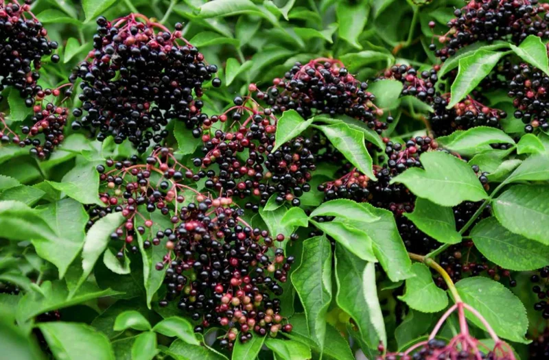 Elderberry Live Plant, 10-20" Tall, Fruit-Bearing Shrub, Outdoor - Image 3