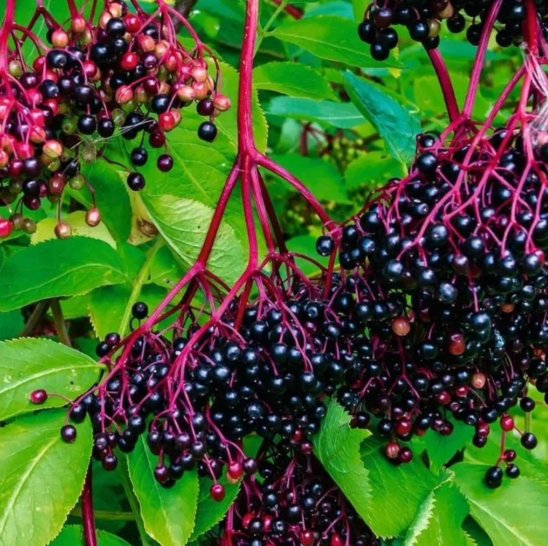 Elderberry Live Plant, 10-20" Tall, Fruit-Bearing Shrub, Outdoor - Image 4