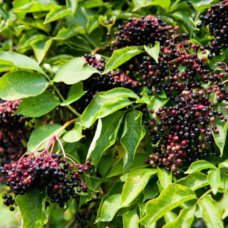 Elderberry Live Plant, 10-20" Tall, Fruit-Bearing Shrub, Outdoor - Image 5