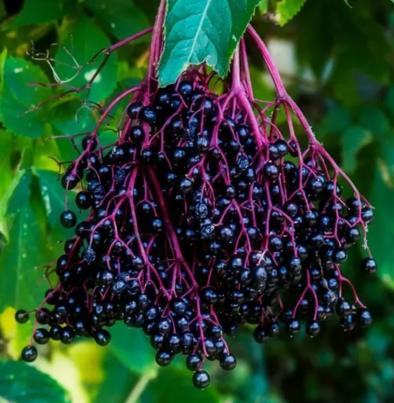 Elderberry Live Plant, 10-20" Tall, Fruit-Bearing Shrub, Outdoor - Image 6