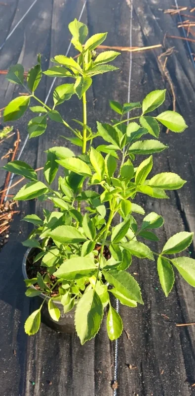 Elderberry Live Plant, 10-20" Tall, Fruit-Bearing Shrub, Outdoor - Image 7