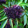 Elderberry Live Plant, 10-20" Tall, Fruit-Bearing Shrub, Outdoor - Image 1