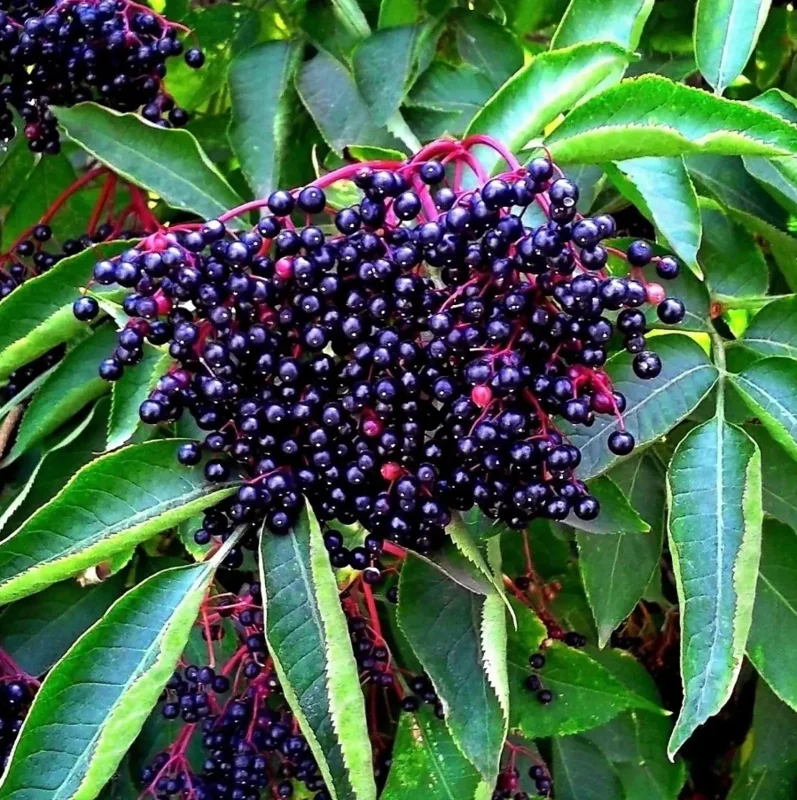 Elderberry Live Plant, 10-20" Tall, Fruit-Bearing Shrub, Outdoor - Image 1