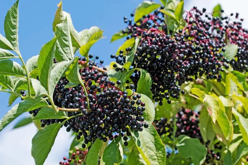 Elderberry Live Plant 4-8" Tall – Fruit-Bearing Shrub for Garden - Image 2