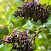 Elderberry Live Plant 4-8" Tall – Fruit-Bearing Shrub for Garden - Image 1