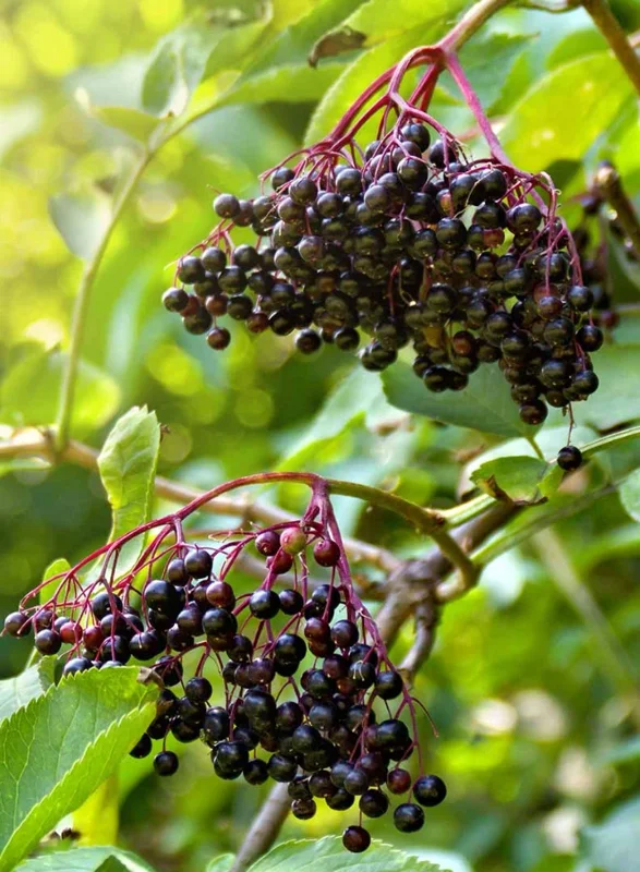 Elderberry Live Plant 4-8" Tall – Fruit-Bearing Shrub for Garden - Image 1