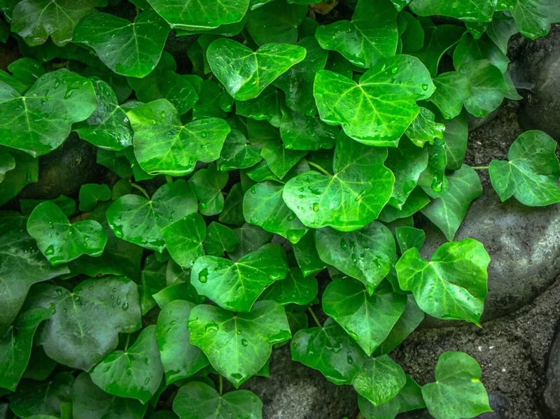 English Ivy Live Plant - Trailing Evergreen - 1 Pot (2 Plants) - Image 2