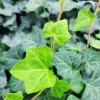 English Ivy Live Plant - Trailing Evergreen - 1 Pot (2 Plants) - Image 1