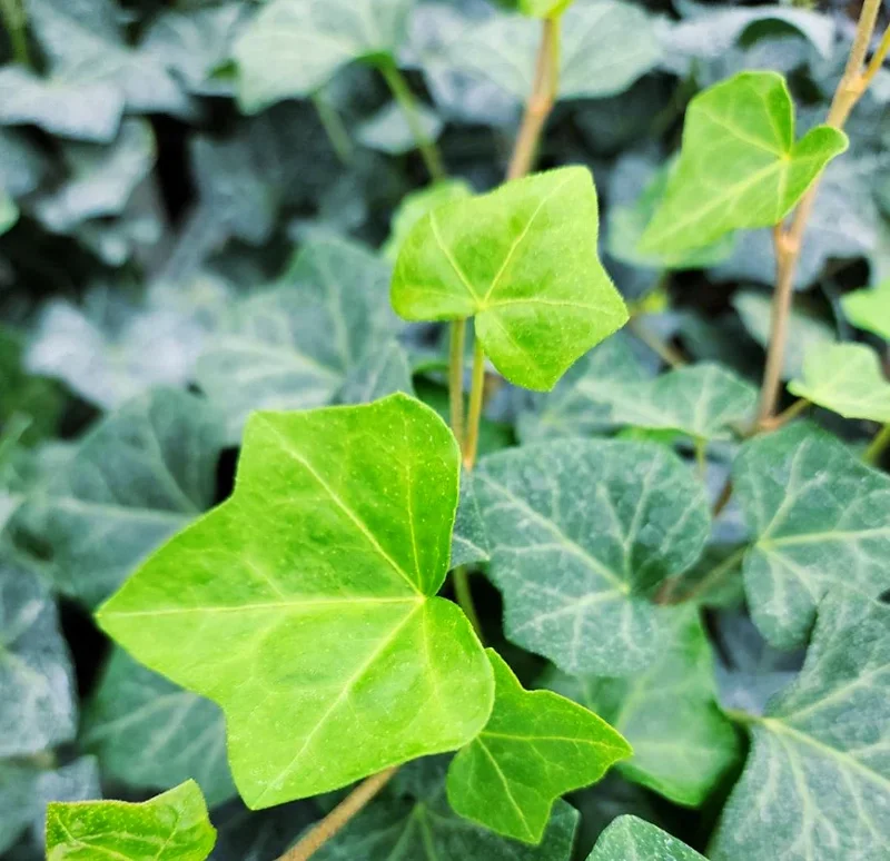 English Ivy Live Plant - Trailing Evergreen - 1 Pot (2 Plants) - Image 1
