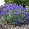 English Lavender Live Plant – 4" Pot, Small (1-2" Tall) – Purple Flowers - Image 1