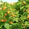 Fall Gold Raspberry Live Plant – Edible Fruit Cane – 4-6" Tall - Image 1