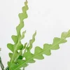 Fishbone Cactus Live Plant – 8" Height – 3.5" Pot – Easy Care Indoor - Image 1