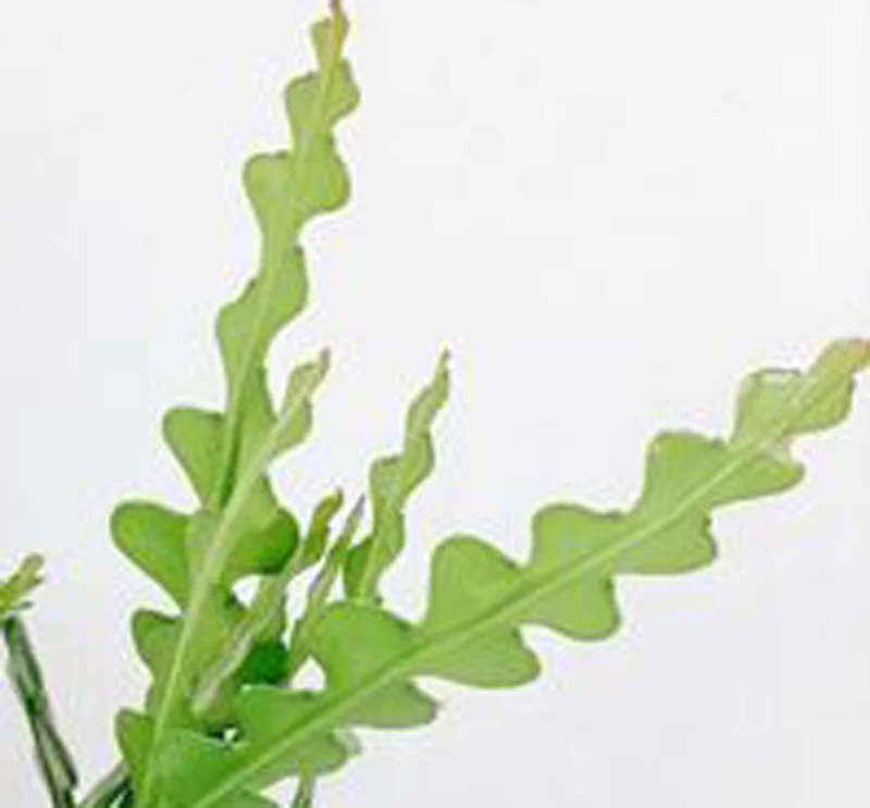 Fishbone Cactus Live Plant – 8" Height – 3.5" Pot – Easy Care Indoor - Image 1