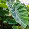 Fontenes II Colocasia Live Plant – Elephant Ear – 4-6" Tall – Tropical Foliage - Image 1