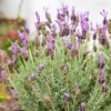 French Lavender Live Plant – 1 Pot – Fragrant Garden Herb – Outdoor - Image 1