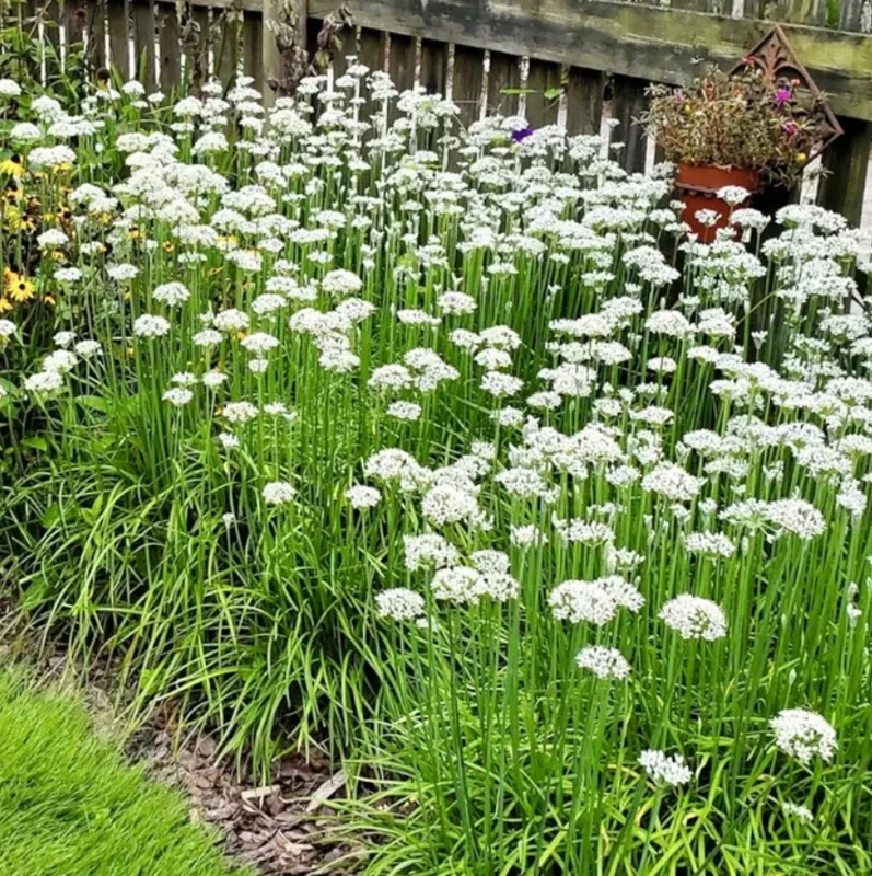 Garlic Chives Live Plant, Allium tuberosum, 3-5" Tall Herb Plant - Image 2