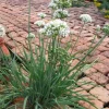 Garlic Chives Live Plant, Allium tuberosum, 3-5" Tall Herb Plant - Image 1