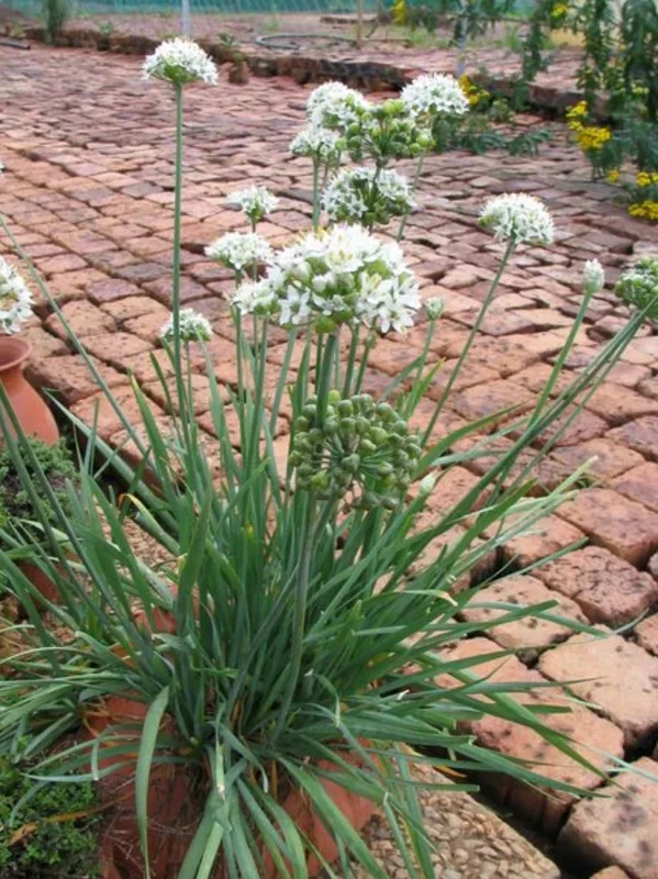 Garlic Chives Live Plant, Allium tuberosum, 3-5" Tall Herb Plant - Image 1