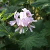 Geranium Lady Plymouth Live Plant – 3-5" Tall, Fast Growing Foliage - Image 1