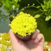 Gold Moss Sedum Live Succulent Plant – 4 inch Pot – Sedum Adolphii – Outdoor Groundcover - Image 1