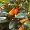 Goldfish Plant Live – 3-6" Tall Trailing Houseplant – Orange Blooms – Indoor - Image 1