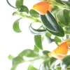 Goldfish Plant Live Plant - 4 inch Pot, 12 inches Long, Orange Flowers - Image 1