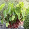 Hawaiian Punch Colocasia Live Plant – Elephant Ear – 6-15" Tall – Outdoor - Image 1