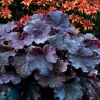 Heuchera 'Black Night' Live Plant – 4-6" Tall Starter – Dark Purple Foliage Perennial - Image 1
