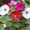 Hibiscus Luna Mix Live Plant - 4-6" Tall, Easy Care, Vibrant Blooms - Image 1