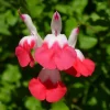 Hot Lips Salvia Live Plant – 1 Pot (2 Plants) – Beautiful Flowering Perennial - Image 1