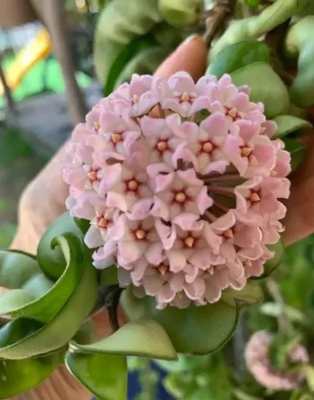 Hoya Carnosa Compacta Green Plant – 4” Pot – Live Houseplant - Image 2