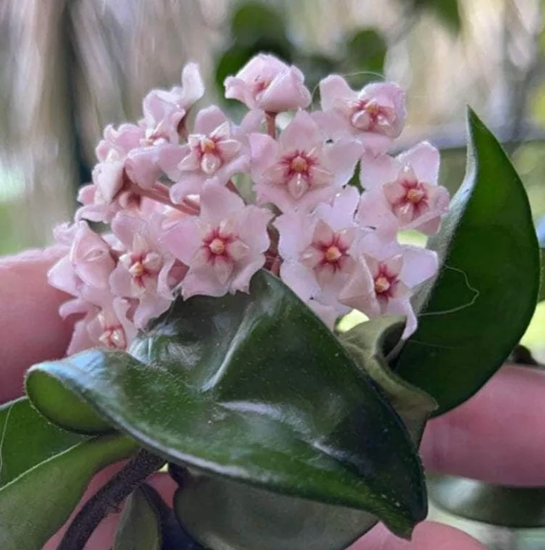 Hoya Carnosa Compacta Green Plant – 4” Pot – Live Houseplant - Image 3