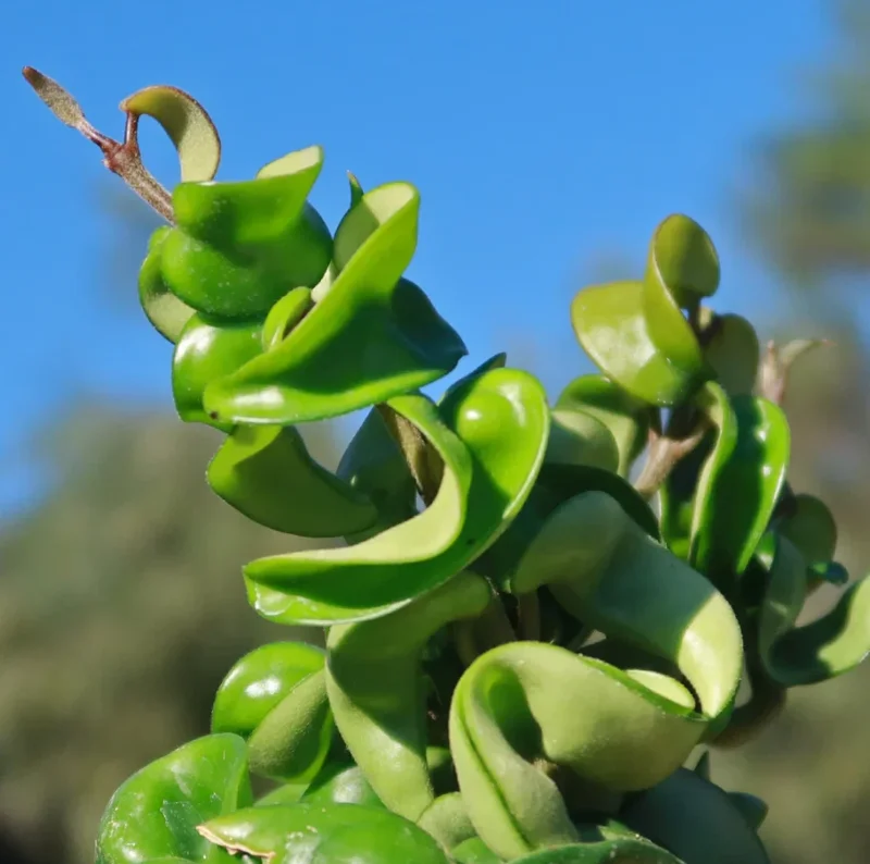 Hoya Carnosa Compacta Green Plant – 4” Pot – Live Houseplant - Image 4