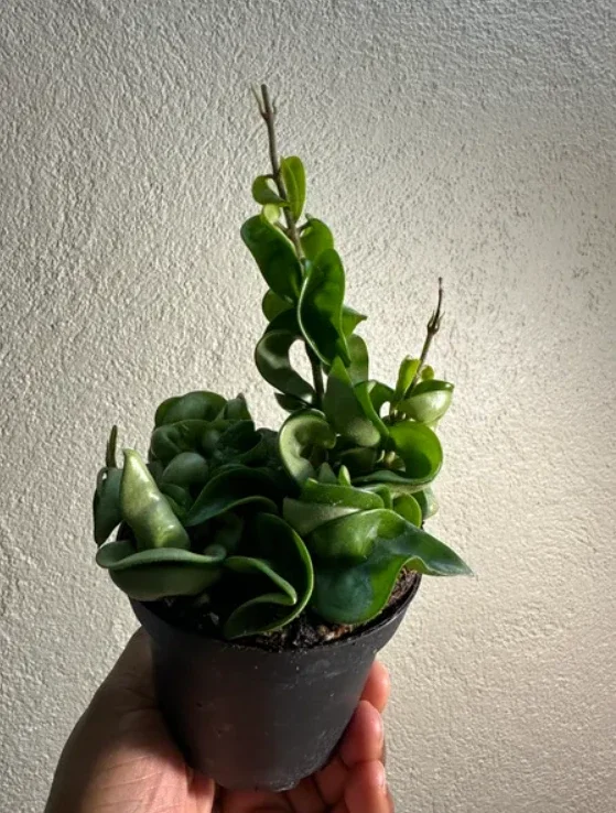 Hoya Carnosa Compacta Green Plant – 4” Pot – Live Houseplant - Image 5