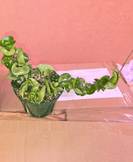 Hoya Carnosa Compacta Green Plant – 4” Pot – Live Houseplant - Image 6
