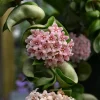 Hoya Carnosa Compacta Green Plant – 4” Pot – Live Houseplant - Image 1