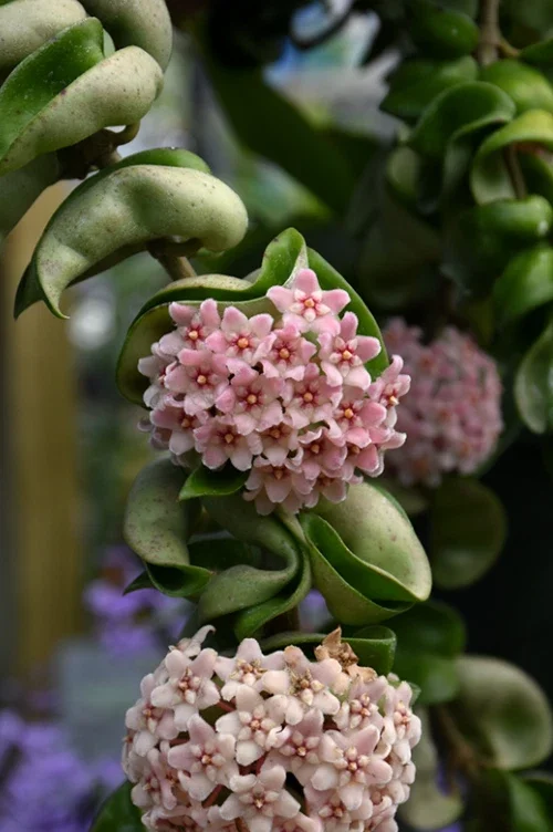 Hoya Carnosa Compacta Green Plant – 4” Pot – Live Houseplant - Image 1