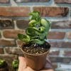 Hoya Hindu Rope Plant – Hoya Compacta Live Plant – 3" Pot – Indoor - Image 1